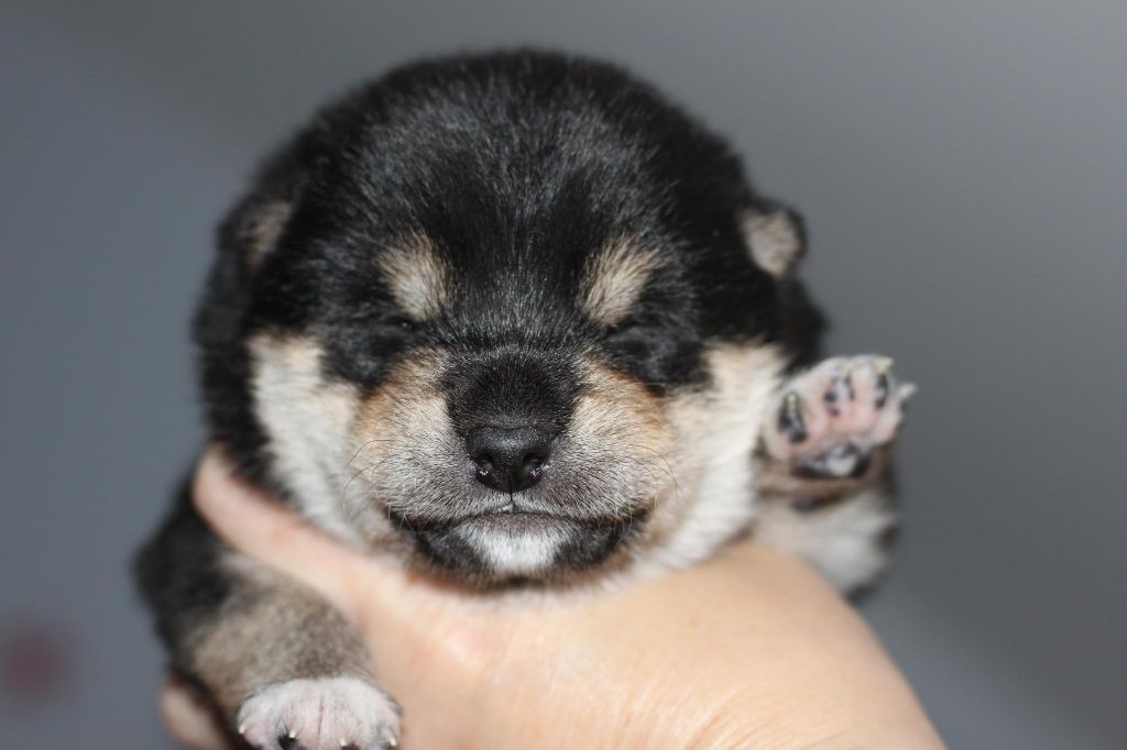 Of Dinkiana - Chiot disponible  - Shiba