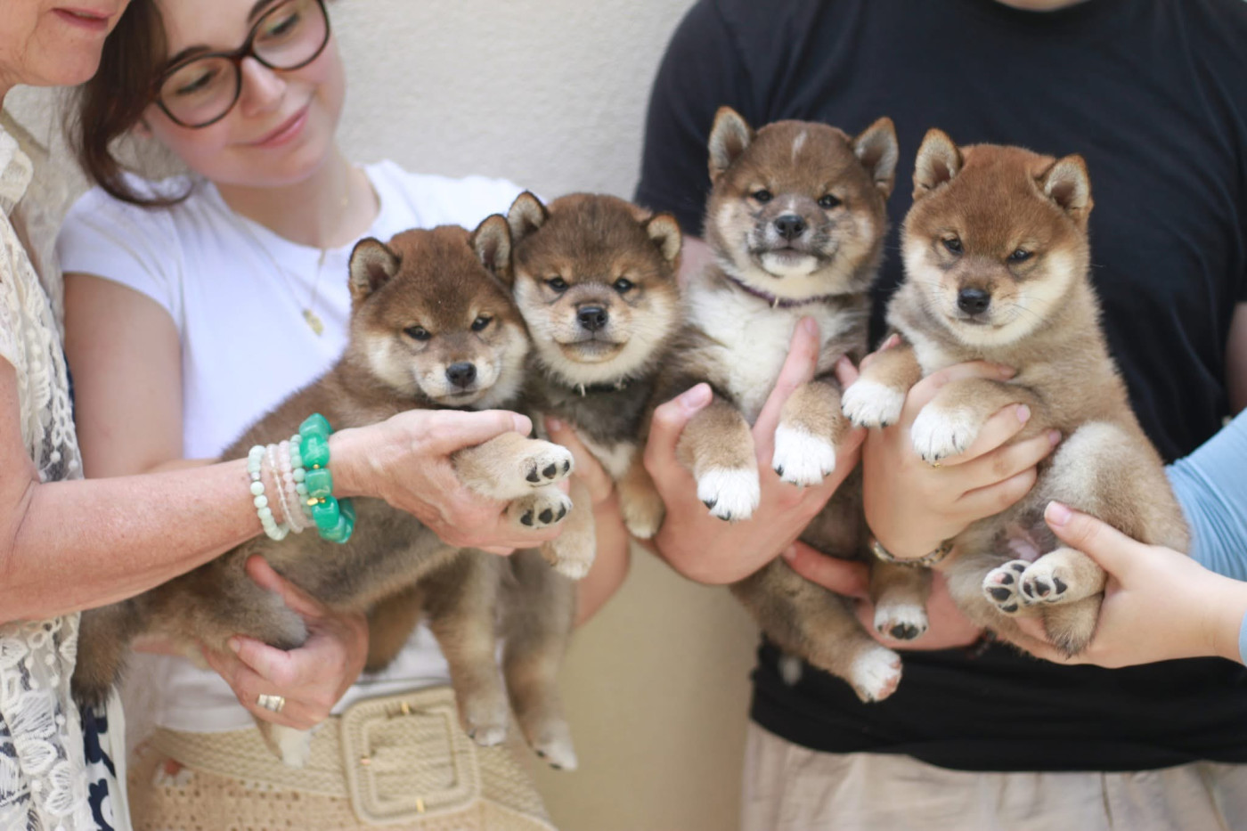 Of Dinkiana - Shiba - Portée née le 10/05/2026